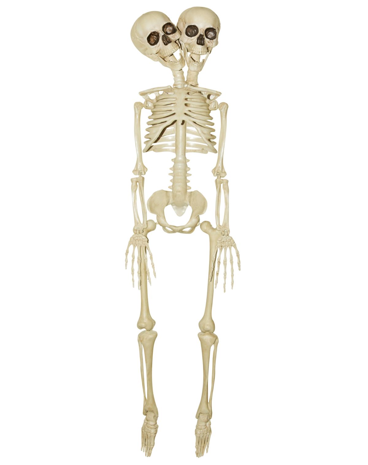 20 Inch Two-Headed Skeleton
