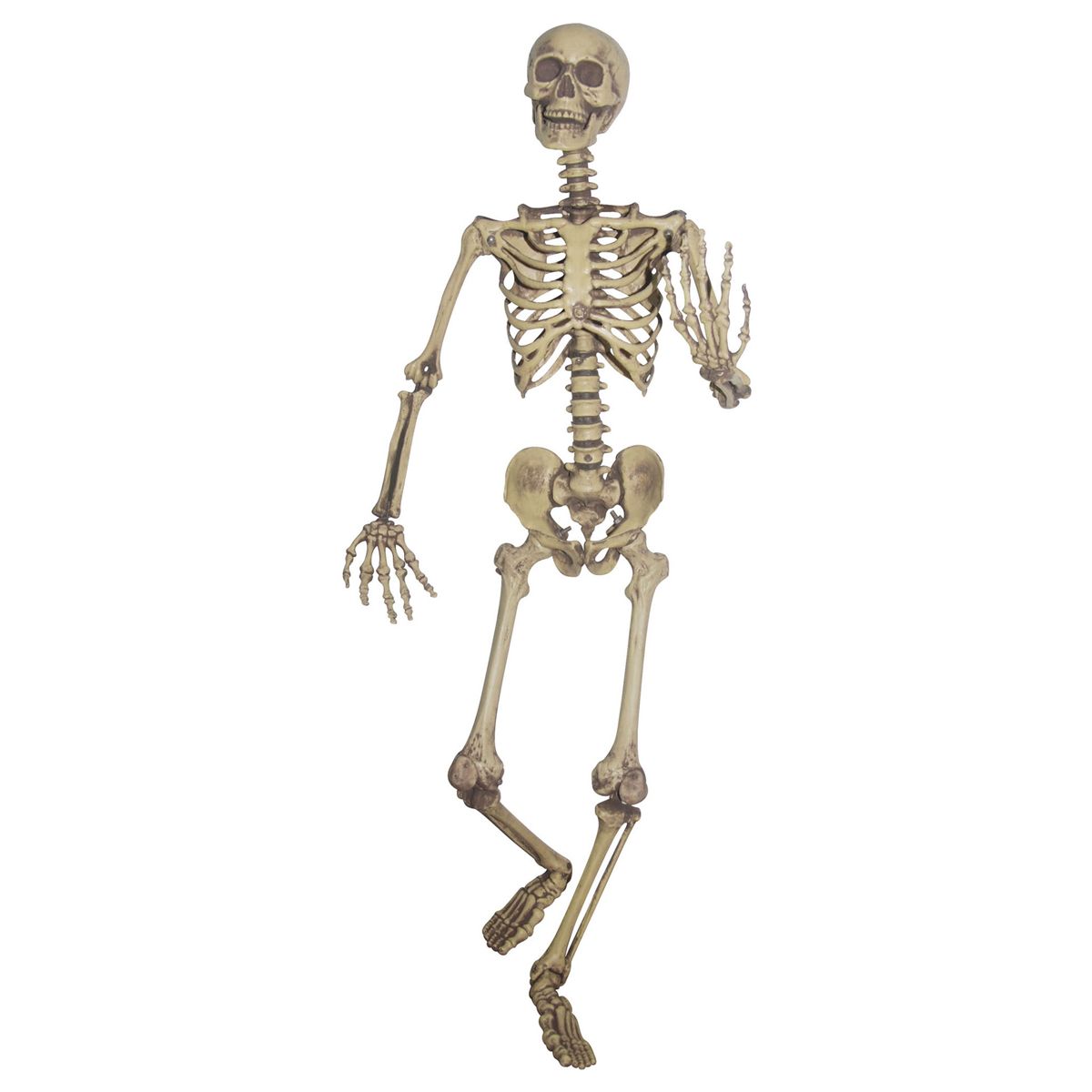 5 Ft Poseable Skeleton